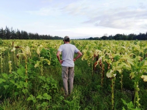 Productores tabacaleros recibir&aacute;n el FET sin descuentos en el pr&oacute;ximo desembolso