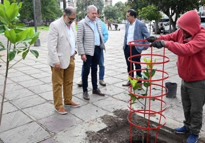 Paseo de las Magnolias: renovaci&oacute;n y mejoras en Plaza Belgrano