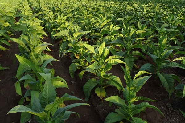 Tabaco Virginia. Acordaron un incremento del 35%