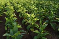 Tabaco Virginia. Acordaron un incremento del 35%