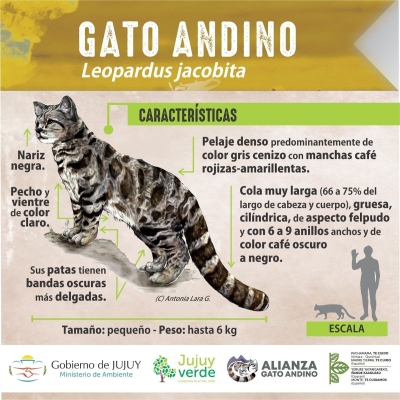 Gato andino: jornada de sensibilizaci&oacute;n