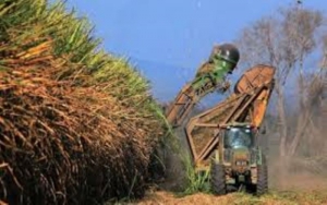 Una de cal y otra de arena para la producci&oacute;n azucarera