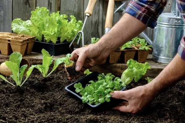 Contin&uacute;an las inscripciones para los talleres virtuales gratuitos de huerta org&aacute;nica
