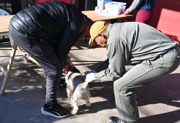 As&iacute; contin&uacute;a la campa&ntilde;a de vacunaci&oacute;n antirr&aacute;bica en San Salvador de Jujuy