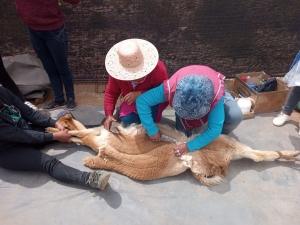 Comunidades andinas realizan esquilas sustentables de Vicu&ntilde;as