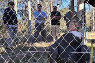 Operaci&oacute;n exitosa del C&oacute;ndor andino hallado en Purmamarca