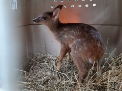 Rescatan ejemplar de corzuela parda