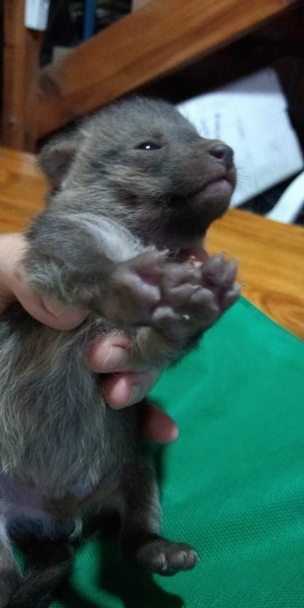 Un zorro gris y una lechuza de campanario fueron rescatados de los incendios forestales