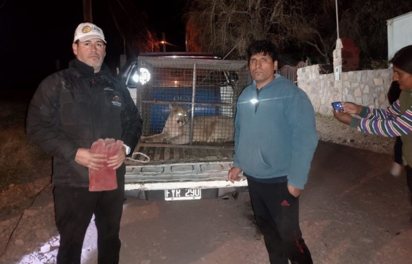 Ambiente rescat&oacute; un ejemplar de puma en Juella