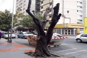 Advierten sobre podas responsables