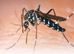 Dengue: Jujuy tiene 2544 casos confirmados