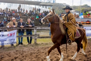 Tradicional Exposici&oacute;n de Caballos Peruanos de Paso