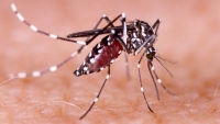 Se registr&oacute; un fuerte aumento de los casos de dengue y chikungunya en la &uacute;ltima semana en la Argentina