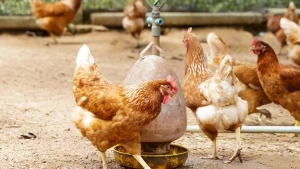 Gripe aviar y migraci&oacute;n de las aves: las 5 especies en las que se detect&oacute; el virus en Argentina