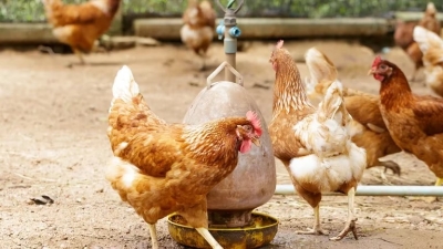 Gripe aviar y migraci&oacute;n de las aves: las 5 especies en las que se detect&oacute; el virus en Argentina
