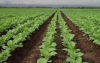 Subsidio para costo energ&eacute;tico al sector tabacalero