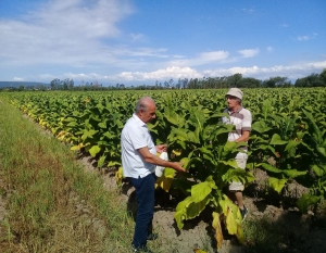 Resultados satisfactorios de la segunda etapa del ensayo de tabaco