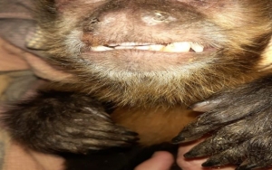 Rescatan y rehabilitan a mona ca&iacute; de su cautiverio