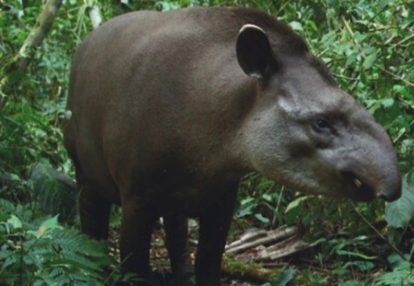 Buscando nombre... a la Tapir