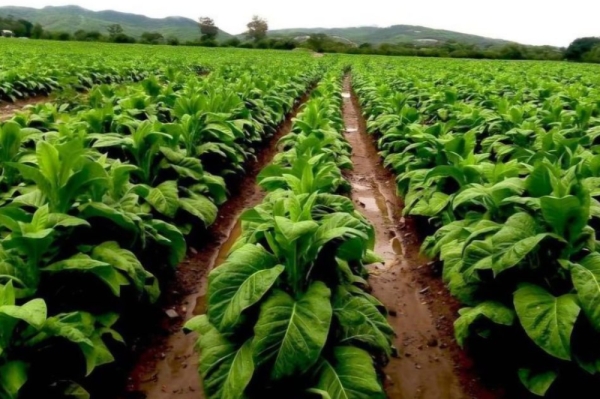 Preocupaci&oacute;n trabacalera. "Garantizamos el di&aacute;logo y la protecci&oacute;n de los productores"