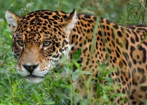 Yaguarete en Jujuy .Estudiar&aacute;n a la especie utilizando tecnolog&iacute;a satelital