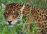 Yaguarete en Jujuy .Estudiar&aacute;n a la especie utilizando tecnolog&iacute;a satelital