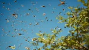 Cu&aacute;les son las plantas que atraen a los mosquitos y que deber&iacute;as quitar del jard&iacute;n