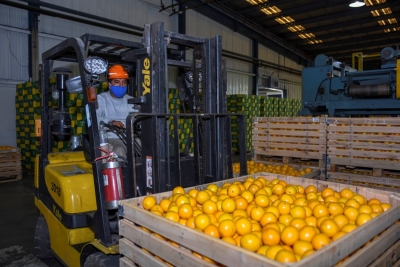 Ledesma aument&oacute; un 24% su producci&oacute;n de frutas