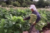 Agricultura transfiri&oacute; m&aacute;s de mil millones de pesos del Fondo Especial del Tabaco a Jujuy