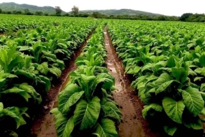 Pago a productores tabacaleros y nuevos créditos disponibles por campaña 2026/2027