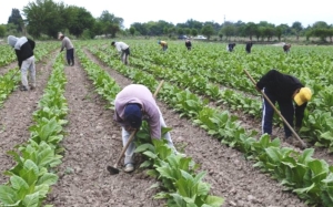 Brindan asistencia financiera a productores tabacaleros