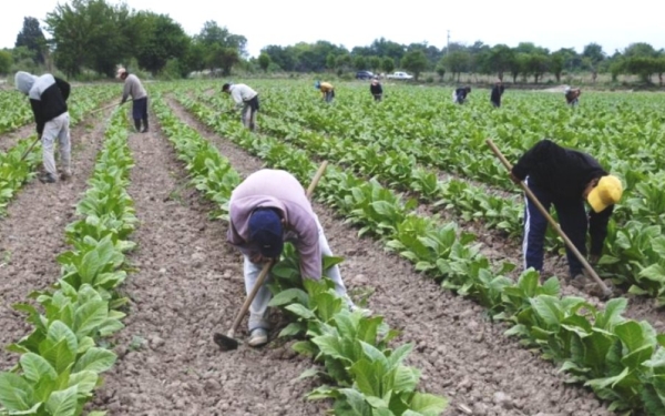 Brindan asistencia financiera a productores tabacaleros