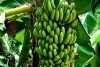 Producción bananera. Jujuy refuerza la protección sanitaria