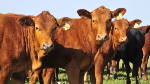 C&oacute;mo impacta la suba del d&oacute;lar y la disparada de tasas en la exportaci&oacute;n de carne argentina