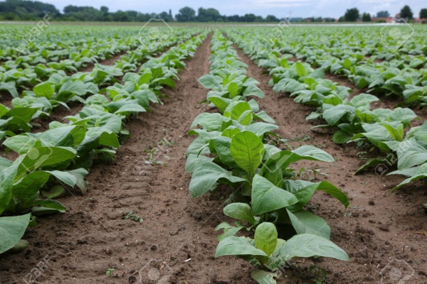 Perspectivas sombr&iacute;as para el tabaco