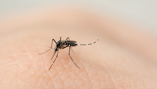 399 casos confirmados de dengue en Jujuy