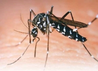 Brote hist&oacute;rico de dengue en Argentina: ya son 161 los muertos y m&aacute;s de 230 mil casos registrados