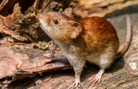 Jujuy registra 3 casos de hantavirus y descarta situación de brote