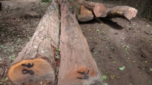 Acciones legales por extracci&oacute;n ilegal de &aacute;rboles en Villa Monte