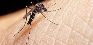 Dengue: Declararon Emergencia Sanitaria