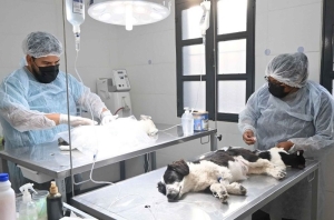 Zoonosis acerca el quirófano externo a distintos barrios