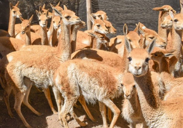 Hist&oacute;rico: imponen la multa m&aacute;s alta por caza furtiva de vicu&ntilde;as