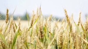 El 60% de lo exportado en el primer semestre provino del campo