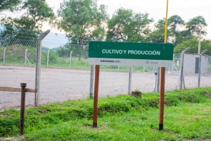 Jujuy pone en funcionamiento el laboratorio de Cannabis