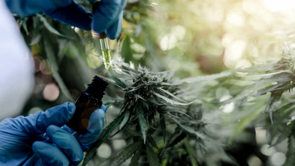 Una herramienta para el autocultivo, la investigaci&oacute;n y un uso terap&eacute;utico m&aacute;s amplio