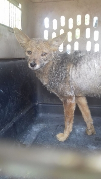 Importante rescate de un zorro gris en Alto Comedero