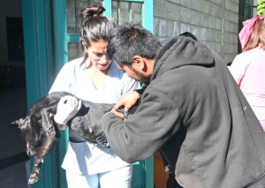 Zoonosis despliega quir&oacute;fano m&oacute;vil, vacunaci&oacute;n en barrios de la ciudad