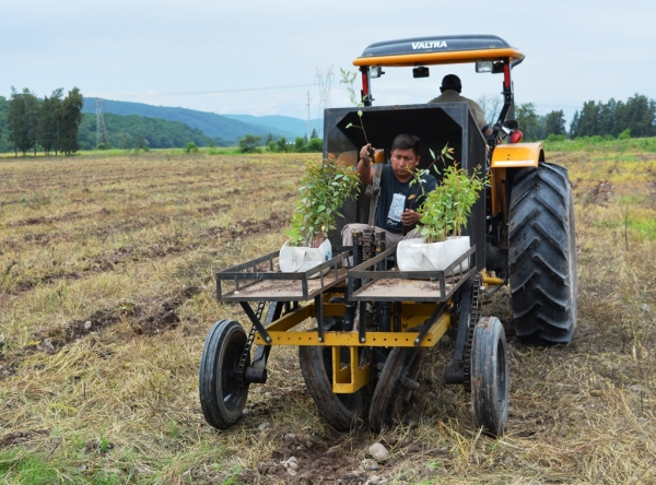 Campa&ntilde;a Forestal 2020: Buscan  llegar a las 500 hect&aacute;reas este a&ntilde;o