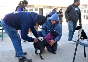 Operativo de desparasitación y castración de mascotas se realizó en Campo Verde