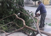 Distintos operativos tras ca&iacute;da de &aacute;rboles en la ciudad